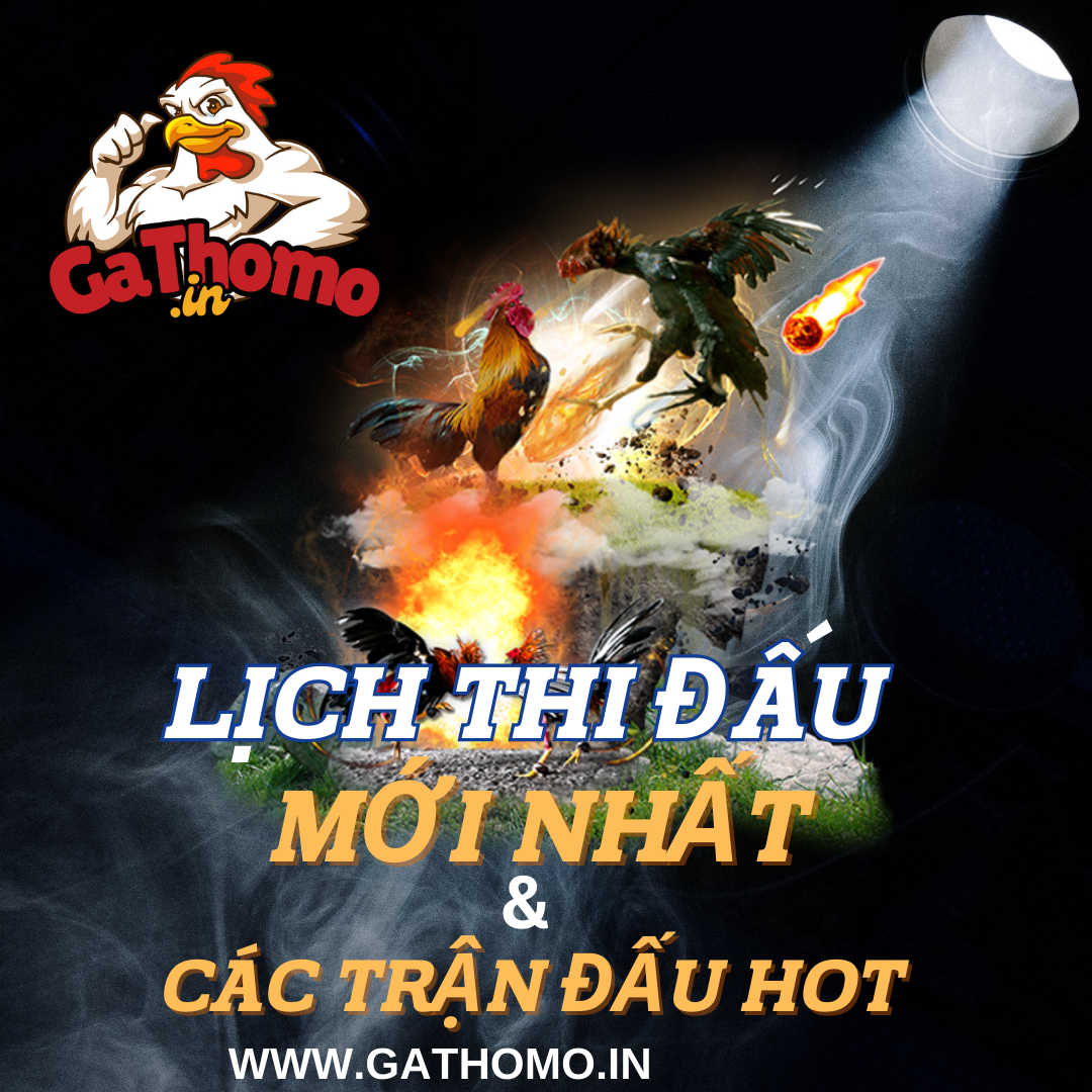 lịch thi đấu gà thomo