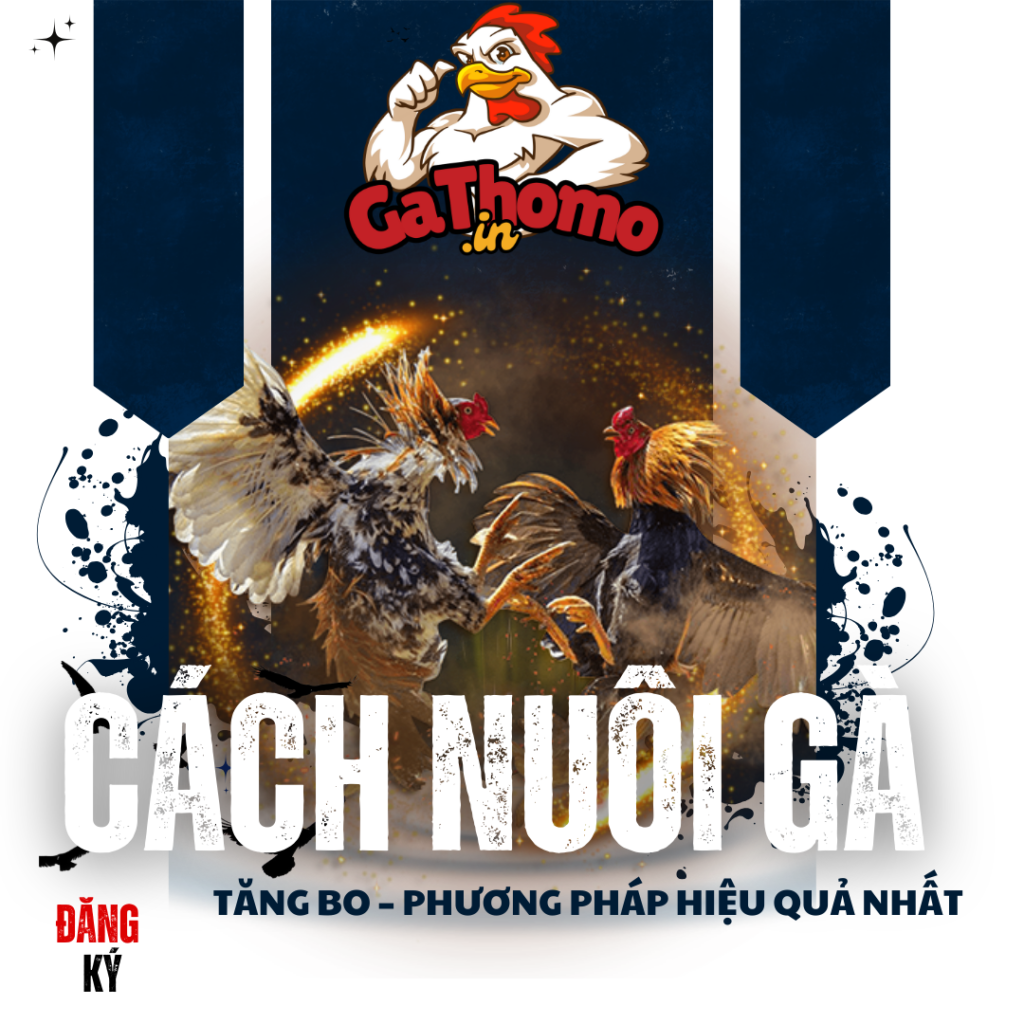cac nuoi ga tang bo