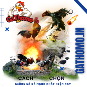 cach chon giong ga