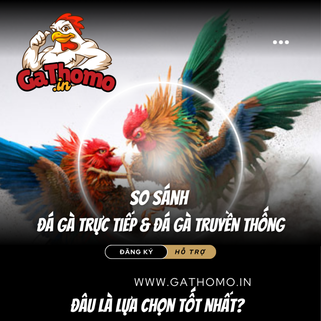 Cùng Tìm Hiểu Đá Gà Trực Tiếp & Đá Gà Truyền Thống Là Gì?