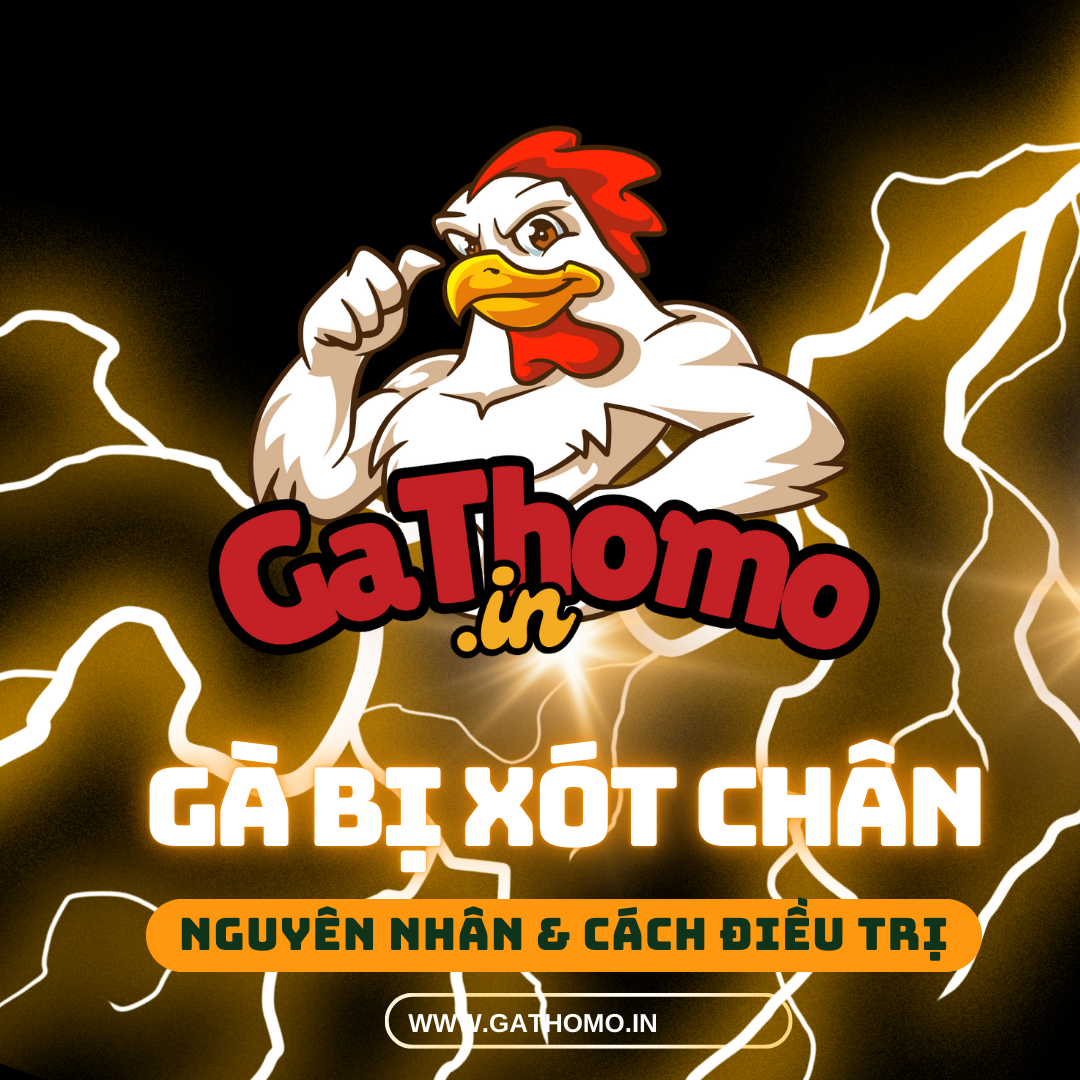 Gà Bị Xót Chân: Nguyên Nhân & Cách Điều Trị Hiệu Quả