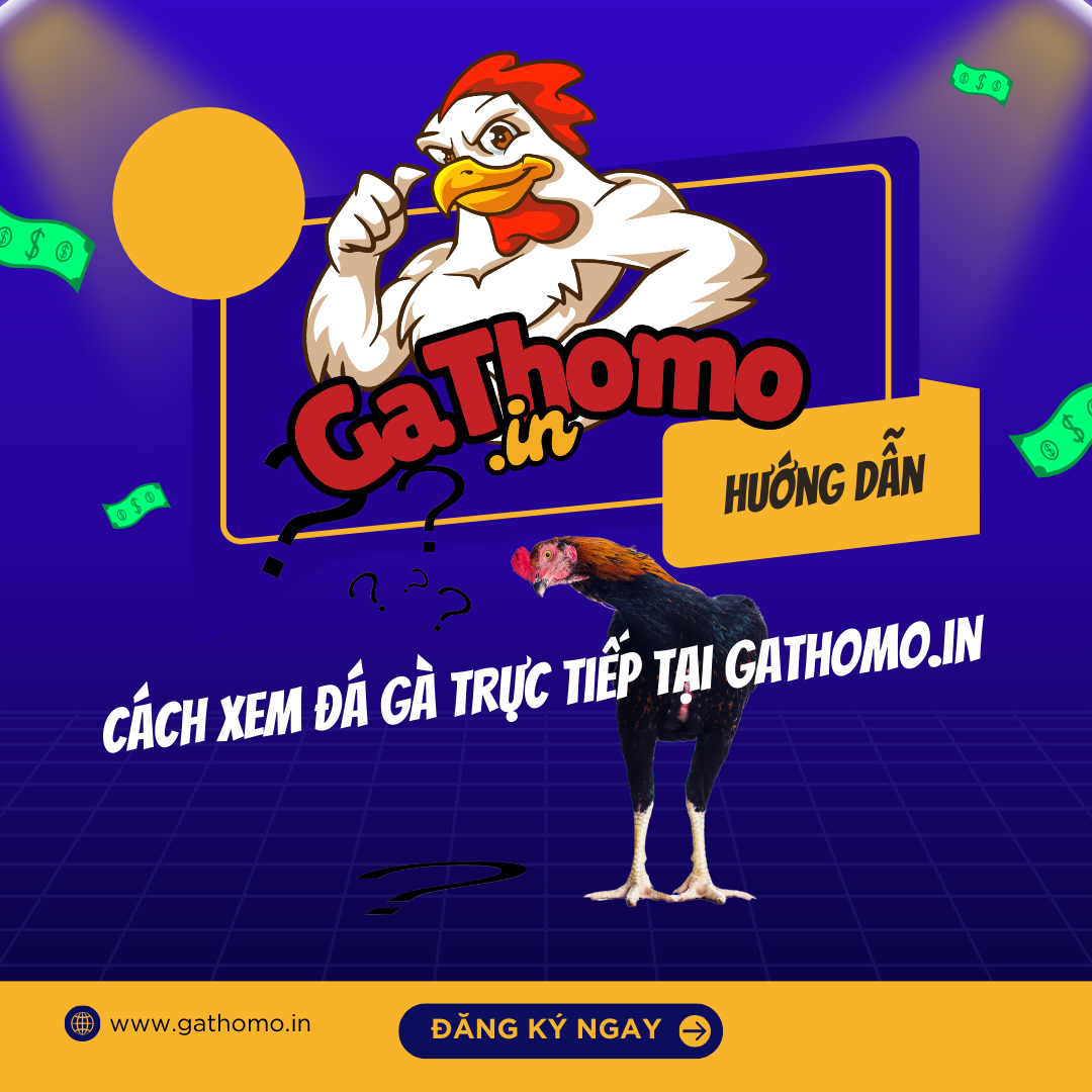 Hướng Dẫn Cách Xem Đá Gà Trực Tiếp Tại Gà Thomo