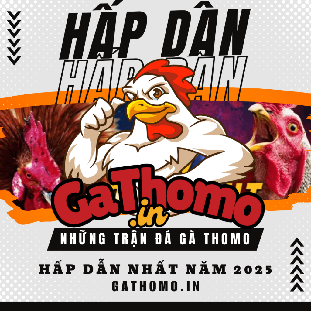 Những trận đá gà Thomo hấp dẫn nhất năm 2025