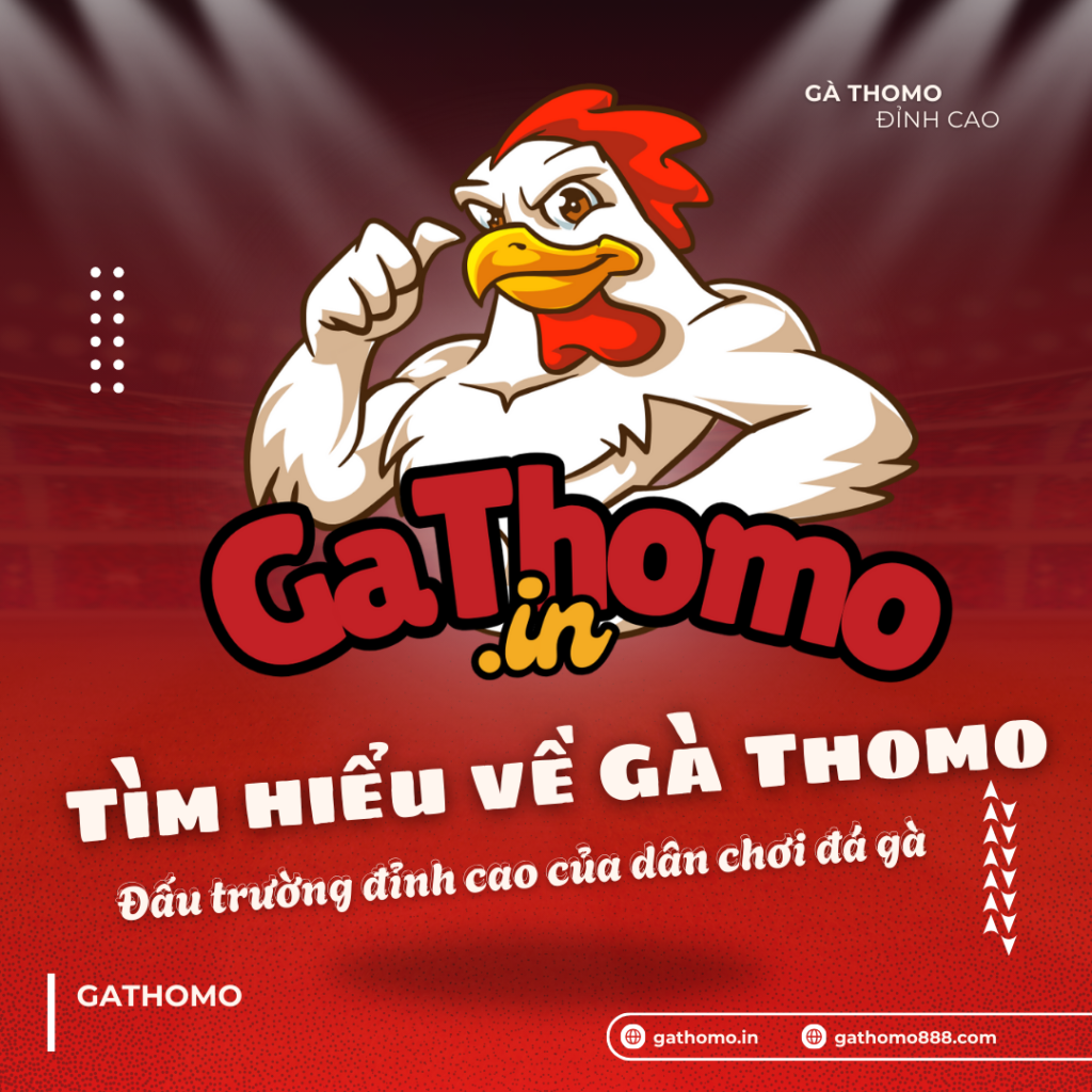 Tìm hiểu về Gà Thomo – Đấu trường đỉnh cao của dân chơi đá gà