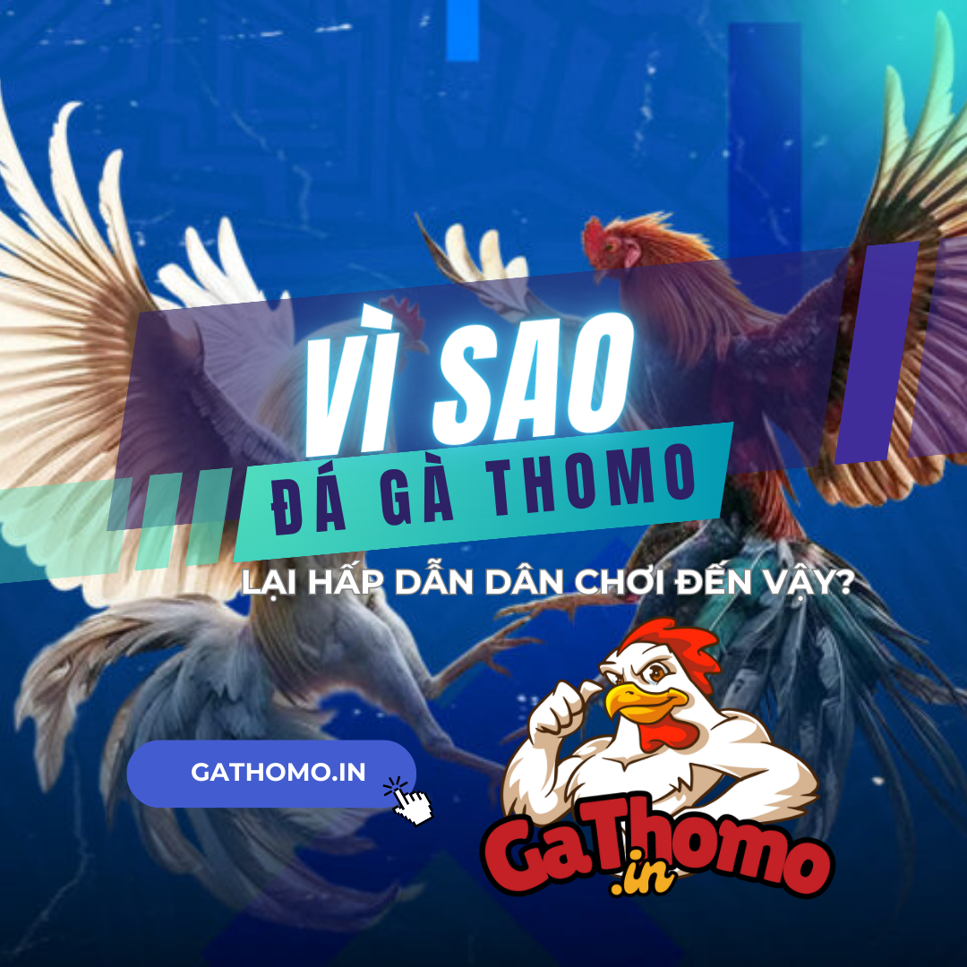Vì sao đá gà Thomo lại hấp dẫn dân chơi đến vậy